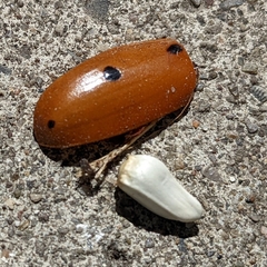 Pelidnota punctata