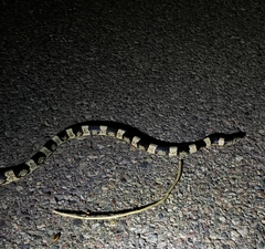 Rhinocheilus lecontei