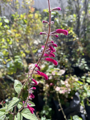 Salvia curviflora