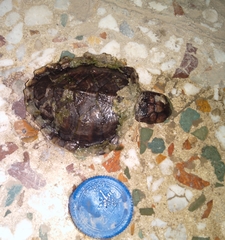 Eretmochelys imbricata