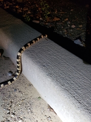 Rhinocheilus lecontei