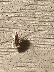 Dichomeris punctipennella