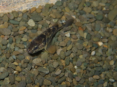 Gobiomorphus basalis