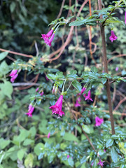 Fuchsia microphylla