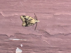 Platynota exasperatana