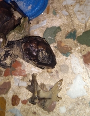 Eretmochelys imbricata