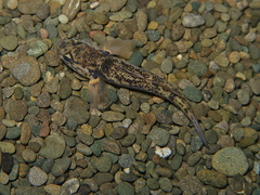 Gobiomorphus basalis