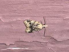 Platynota exasperatana