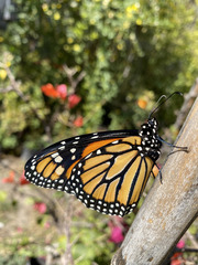 Danaus plexippus plexippus