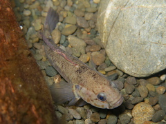 Gobiomorphus basalis