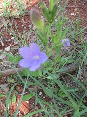 Ruellia nudiflora
