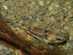 Gobiomorphus basalis