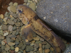 Gobiomorphus basalis