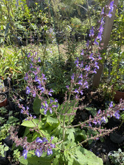 Salvia forskaehlei