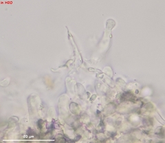 Leptosporomyces