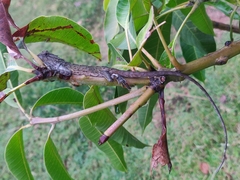 Calotes versicolor