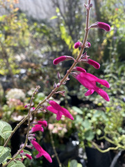 Salvia curviflora