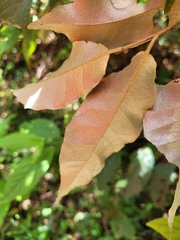 Elaeagnus glabra