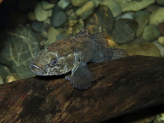 Gobiomorphus gobioides