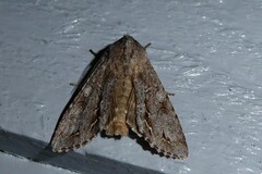 Ichneutica ustistriga