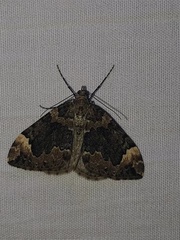 Dysstroma citrata