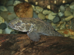 Gobiomorphus gobioides