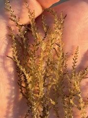 Acanthophora spicifera
