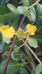 Stigmaphyllon ciliatum