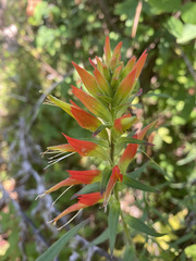 Castilleja tenuiflora