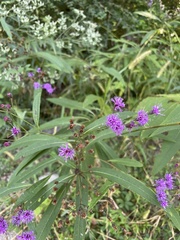 Vernonia gigantea