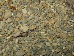 Gobiomorphus gobioides