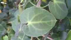 Stigmaphyllon ciliatum