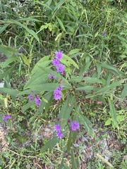 Vernonia gigantea