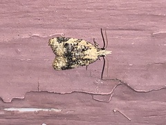 Platynota exasperatana