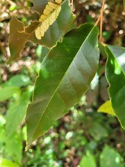 Elaeagnus glabra
