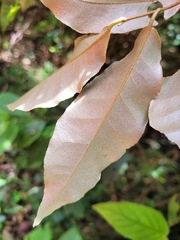 Elaeagnus glabra