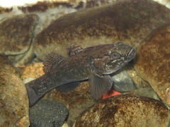 Gobiomorphus gobioides