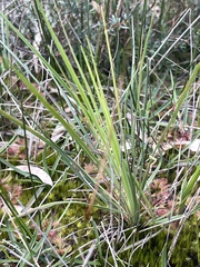 Stylidium graminifolium