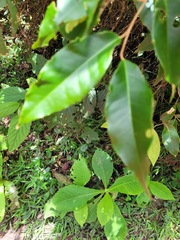 Elaeagnus glabra