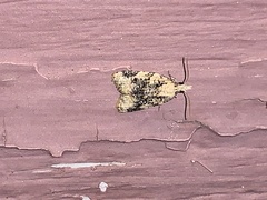 Platynota exasperatana