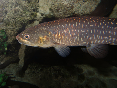 Galaxias argenteus