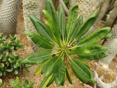 Pachypodium lamerei