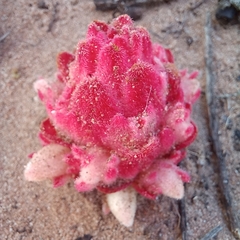 Hyobanche