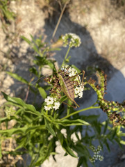 Tournefortia hartwegiana