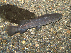 Galaxias argenteus