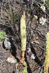 Orostachys spinosa