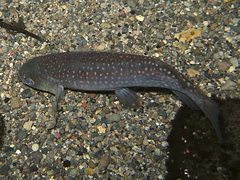 Galaxias argenteus