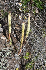 Orostachys spinosa