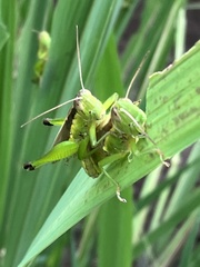 Oxya yezoensis