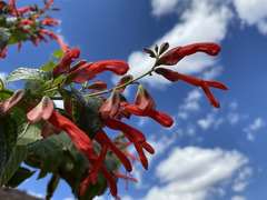 Salvia pubescens